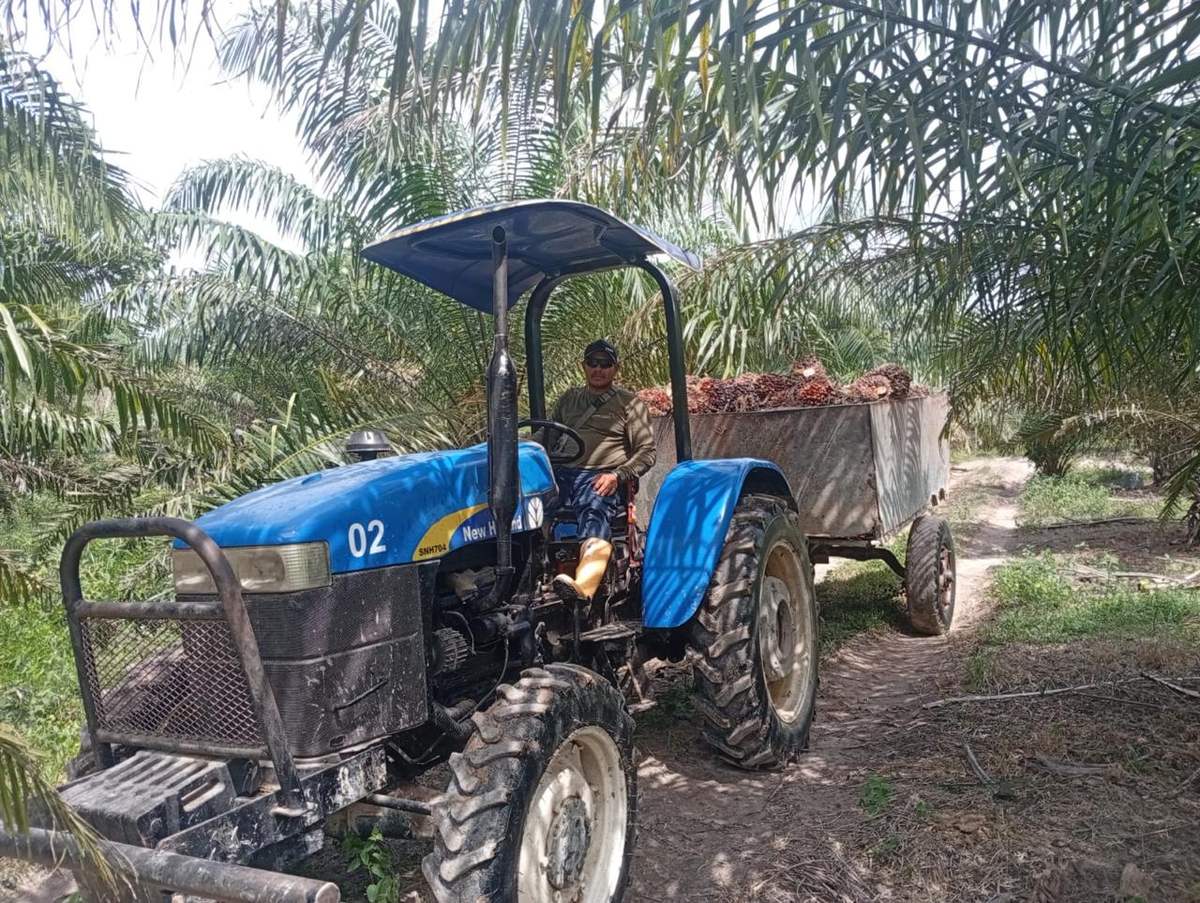 Tractor con remolque durante la cosecha